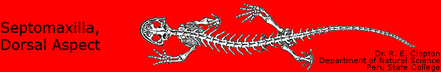 Septomaxilla, 
Dorsal Aspect