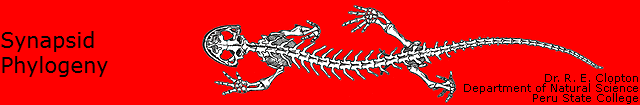 Synapsid
Phylogeny