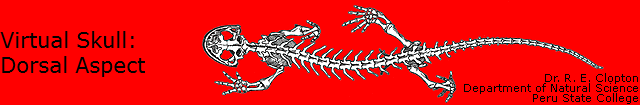 Virtual Skull:
Dorsal Aspect