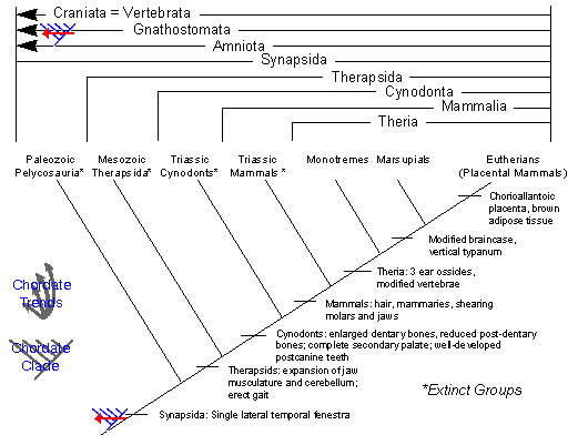cldesyna